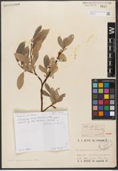 Foto von Salix pantosericea Goerz